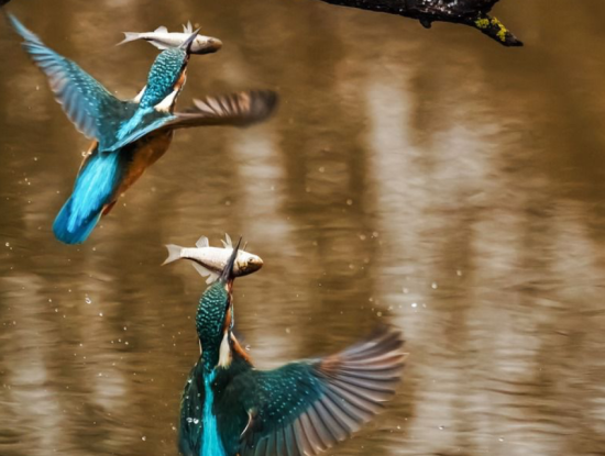 Nature'S Symphony: Vogelbeobachtung Im Morgengrauen