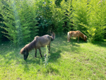 Akkaya Sonnenuntergang Mit Vögeln Und Wildtieren