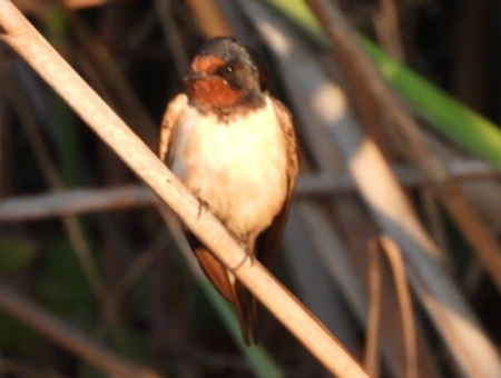 Nature's Symphony: Vogelbeobachtung Im Morgengrauen