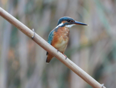 Nature's Symphony: Vogelbeobachtung Im Morgengrauen