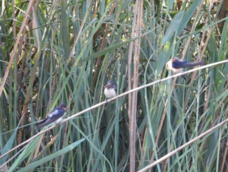 Nature's Symphony: Vogelbeobachtung Im Morgengrauen