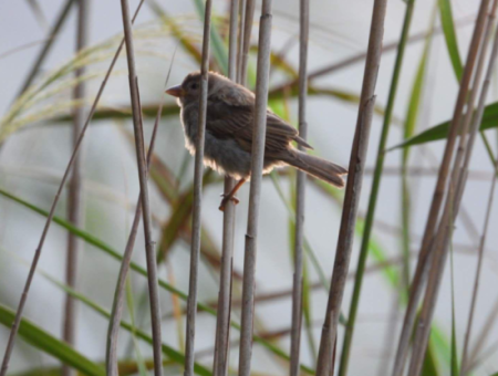 Nature's Symphony: Vogelbeobachtung Im Morgengrauen