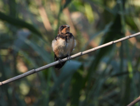 Nature's Symphony: Vogelbeobachtung Im Morgengrauen