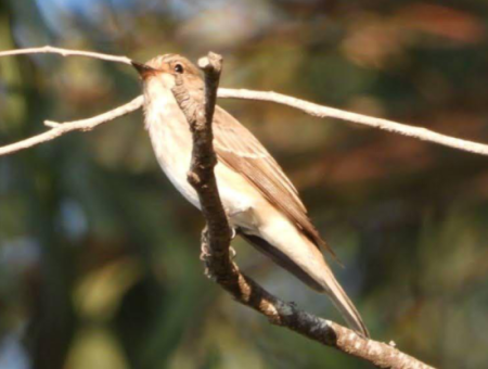 Nature's Symphony: Vogelbeobachtung Im Morgengrauen