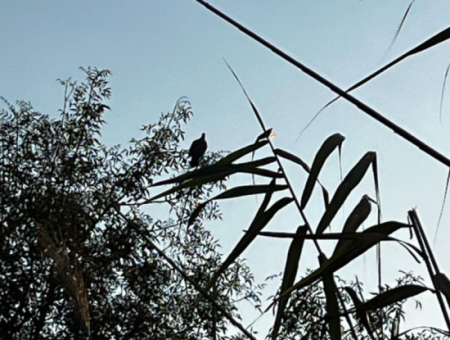 Nature's Symphony: Vogelbeobachtung Im Morgengrauen