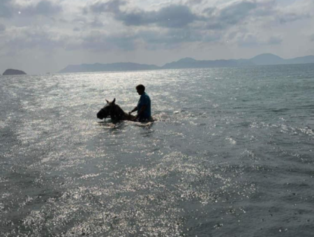 Galloping Seahorses