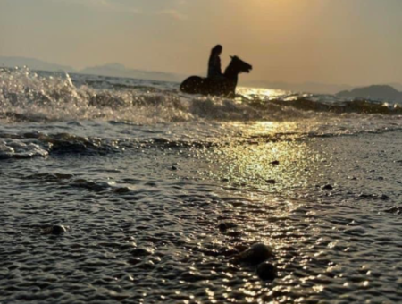 Galloping Seahorses