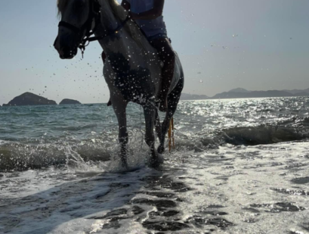 Galloping Seahorses