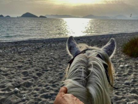 Galloping Seahorses