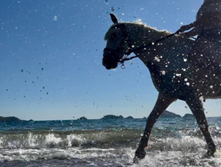 Galloping Seahorses