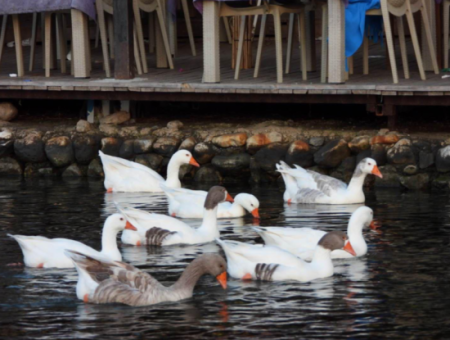 Nature’s Symphony: Birdwatching At Dawn