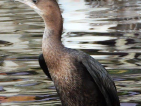 Nature’s Symphony: Birdwatching At Dawn