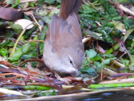 Nature’s Symphony: Birdwatching At Dawn