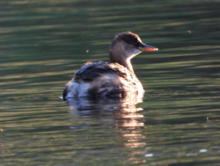 Nature’s Symphony: Birdwatching At Dawn