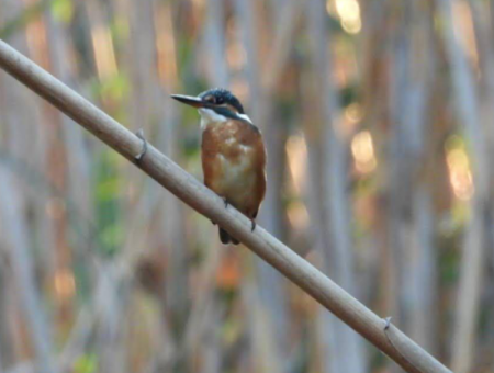 Nature’s Symphony: Birdwatching At Dawn