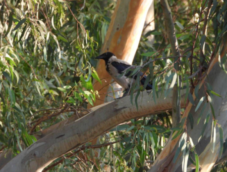 Nature’s Symphony: Birdwatching At Dawn