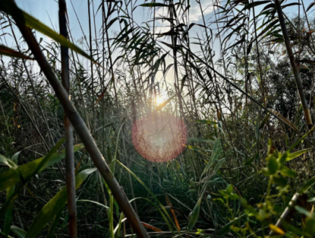 Nature’s Symphony: Birdwatching At Dawn